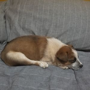 Meet your Posher, Bobbie